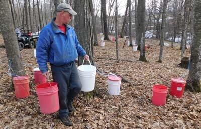 Brad Amos carries two buckets through the woods, and Craig Reichel (below) watches as maple syrup flows from a wood-heated evaporator, set at 219 degrees to boil down the sap. Amos estimated that he, Reichel, English and their helpers will make 30 to 40 gallons of syrup this season.