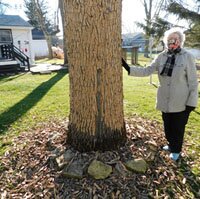 Bess David, who lives along Fifth Avenue Southeast, stands near the Summit ash tree in her back yard, where a pileated woodpecker drilled so many holes in the trunk that the tree eventually lost almost all its bark.