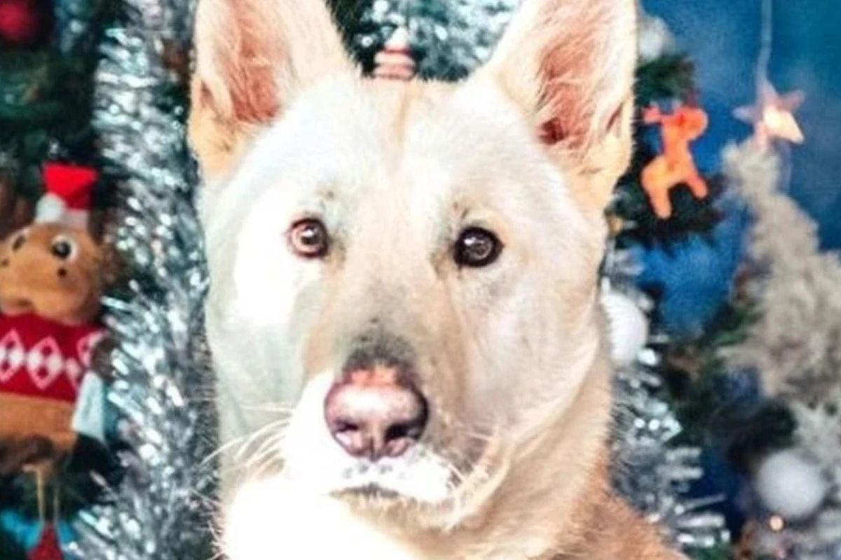 A wolf-dog whose life was "on borrowed time" regains health and rediscovers joy in just 3 months