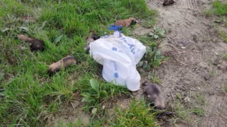10 newborn puppies cruelly abandoned in a bag by the side of the road.