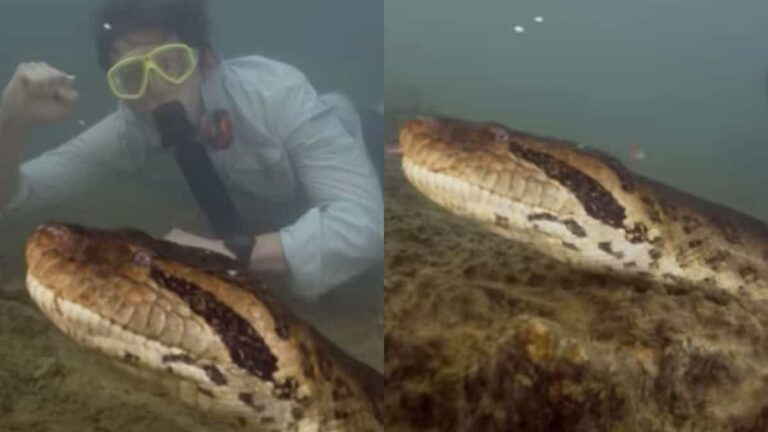 A giant anaconda, never before seen by humans, was discovered thanks to ...
