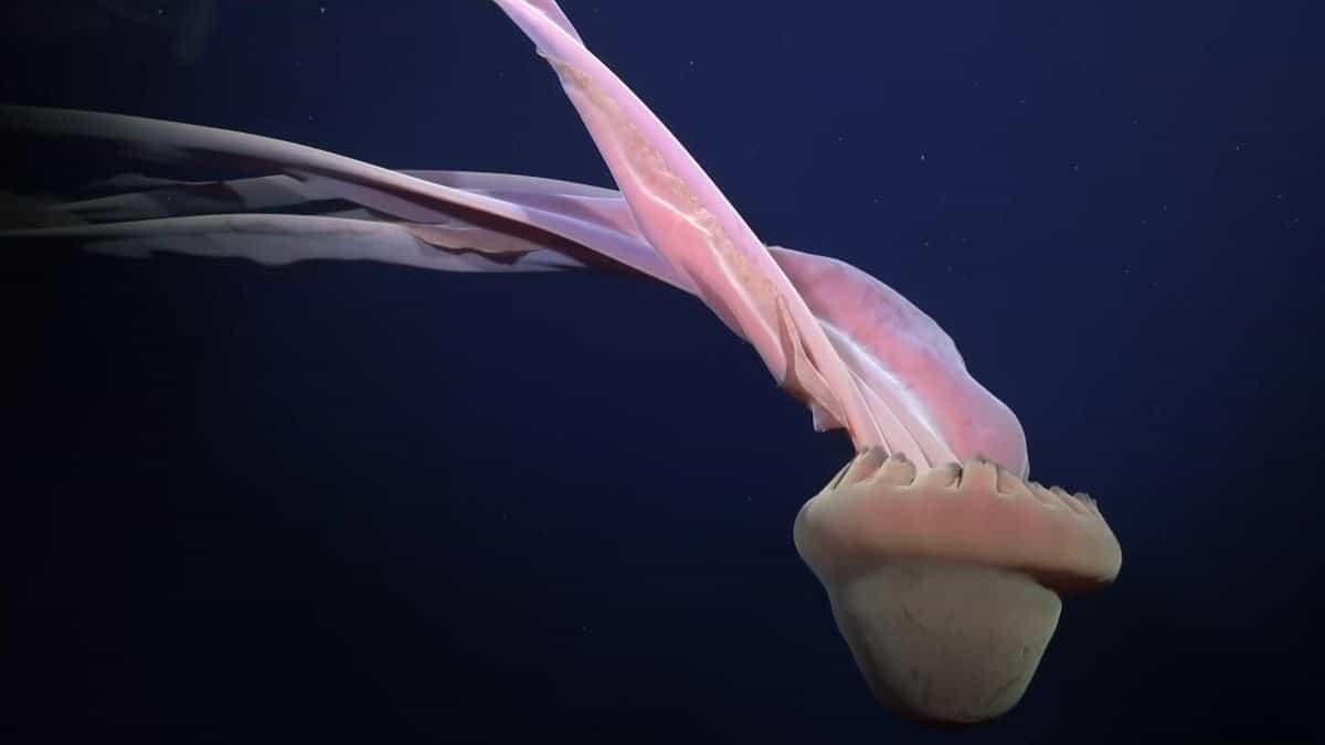 Scientists movie an extraordinary abyssal creature right through an expedition in Antarctica.