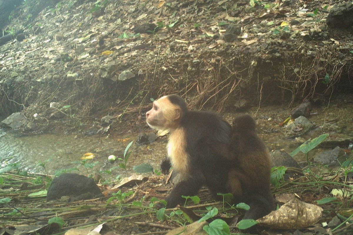 Unprecedented Capuchin Monkey Behavior on Jicaron Island: Kidnapping Baby Howler Monkeys