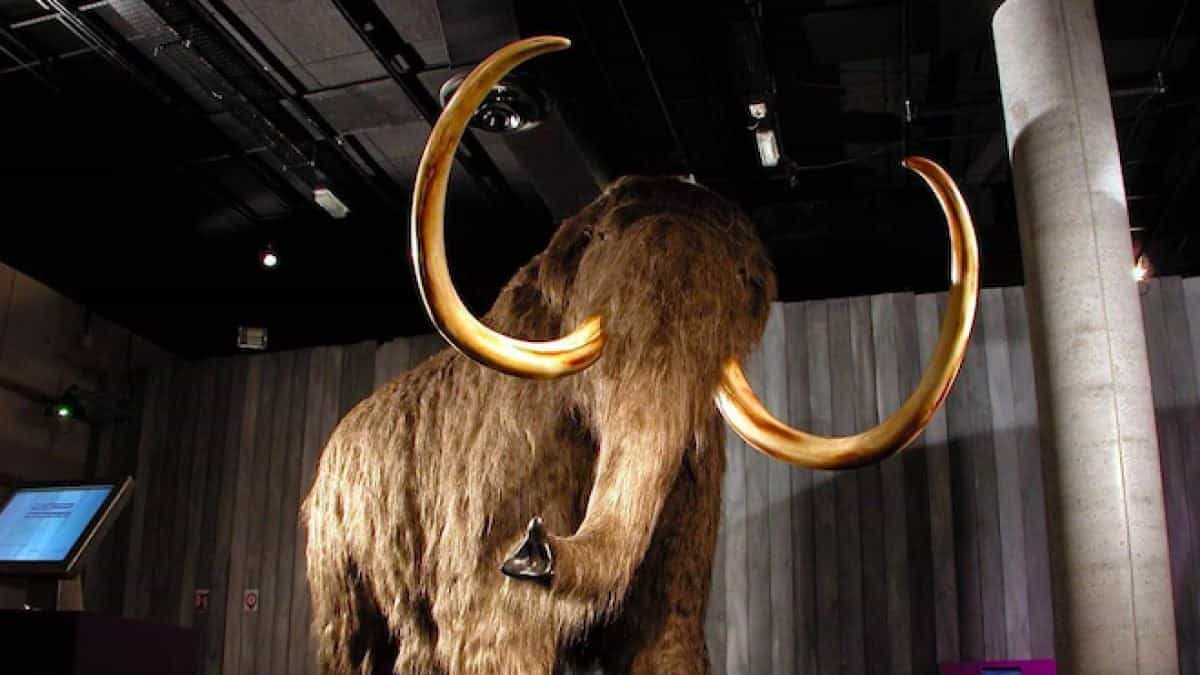 Woolly Mice: A Step Toward Resurrecting the Woolly Mammoth