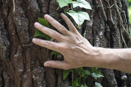 hands on tree in nature